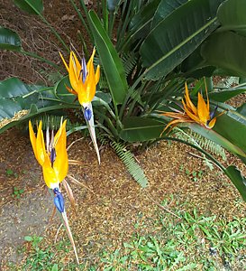 LNEC Bird of Paradise